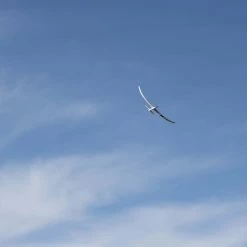 Best reviews of 🌟 E-flite Night Radian 2.0m PNP ✔️ -Cheap RC Planes Store EFL36750 A07 JCGR9MJH